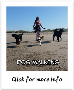 Alpha Pet Care Blackpool Dog Walkers