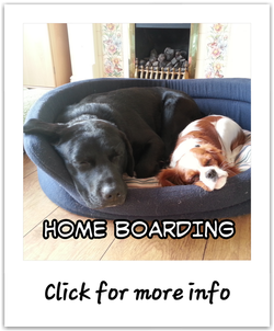 Alpha Pet Care Blackpool Home Boarding